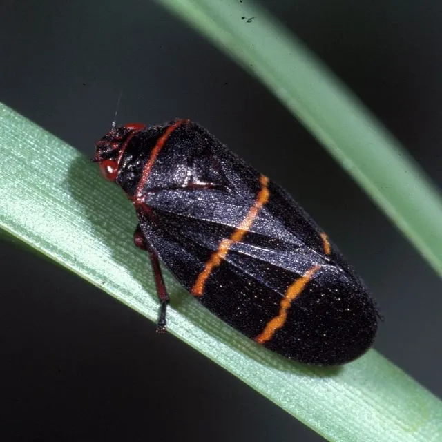 thumbnail for publication: Two-lined Spittlebug Prosapia bicincta (Say) (Insecta: Hemiptera: Cercopidae)
